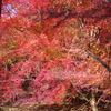 伊藤公記念公園の紅葉
