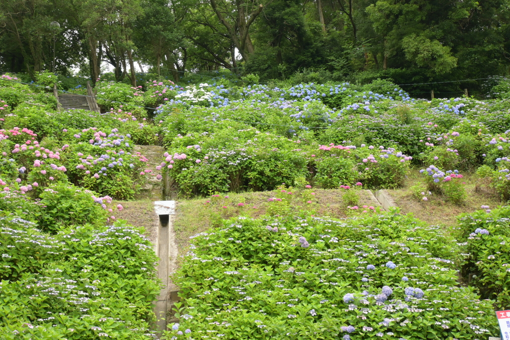 一眼持ってあじさい園へ
