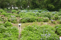 一眼持ってあじさい園へ