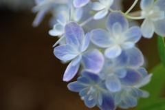 今更紫陽花