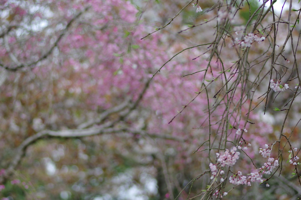 雨上がり一人でお花見