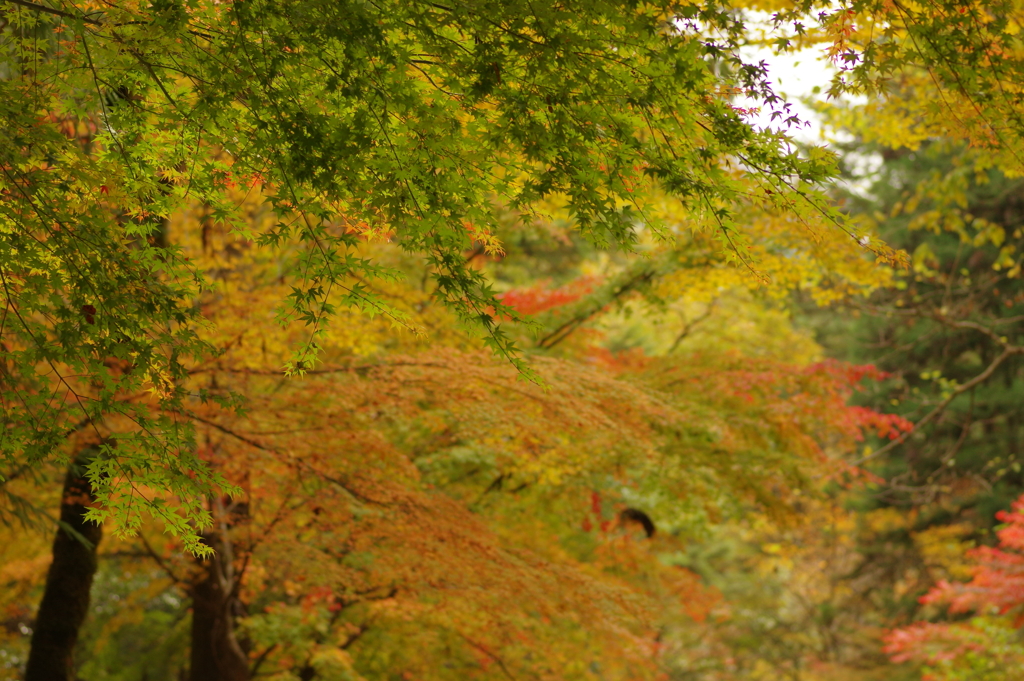 紅葉狩り２０２１