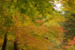 紅葉狩り２０２１