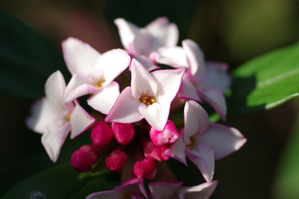 IMGP2675