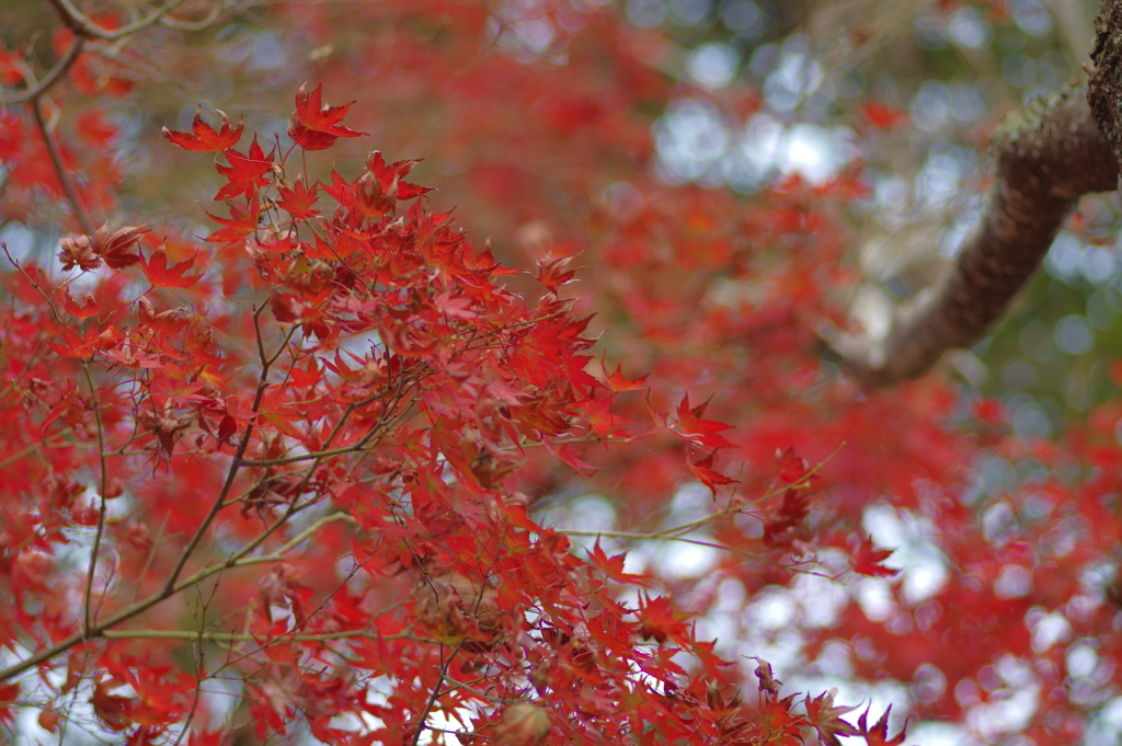 カメラ２台を抱えて紅葉終わり