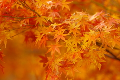 夫婦で紅葉狩り