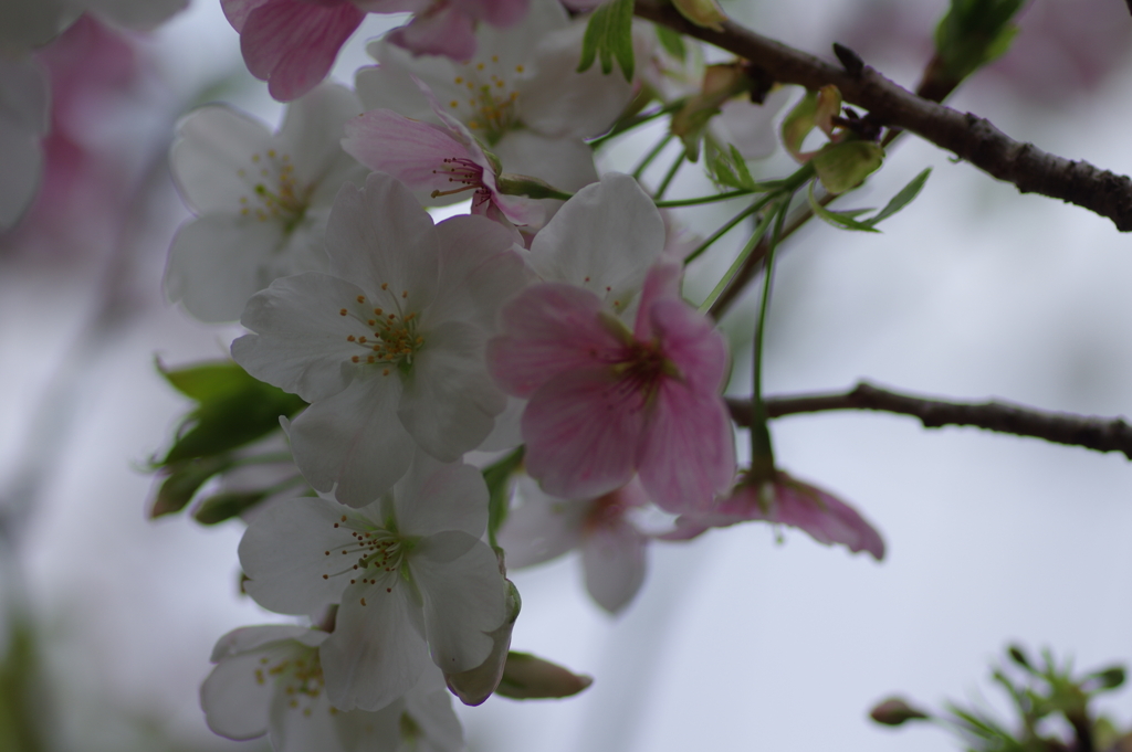 子供を抱えながらの花見