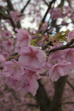 河津桜