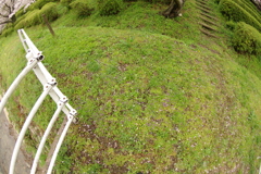 雨上がりお花見2021