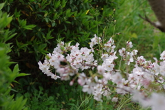 続花見は写真で