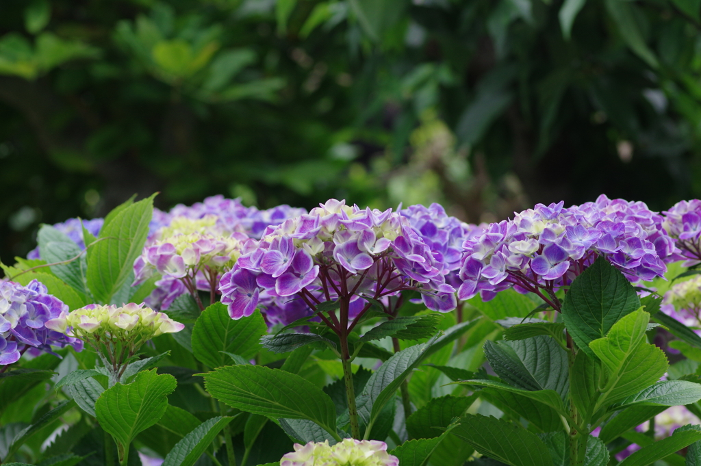 次々開花する紫陽花