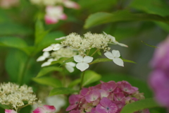 庭紫陽花