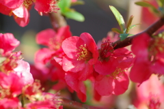 ひっそりと咲いていた木瓜の花