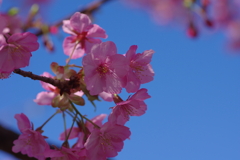 河津桜2020