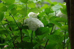 梅雨入りと紫陽花