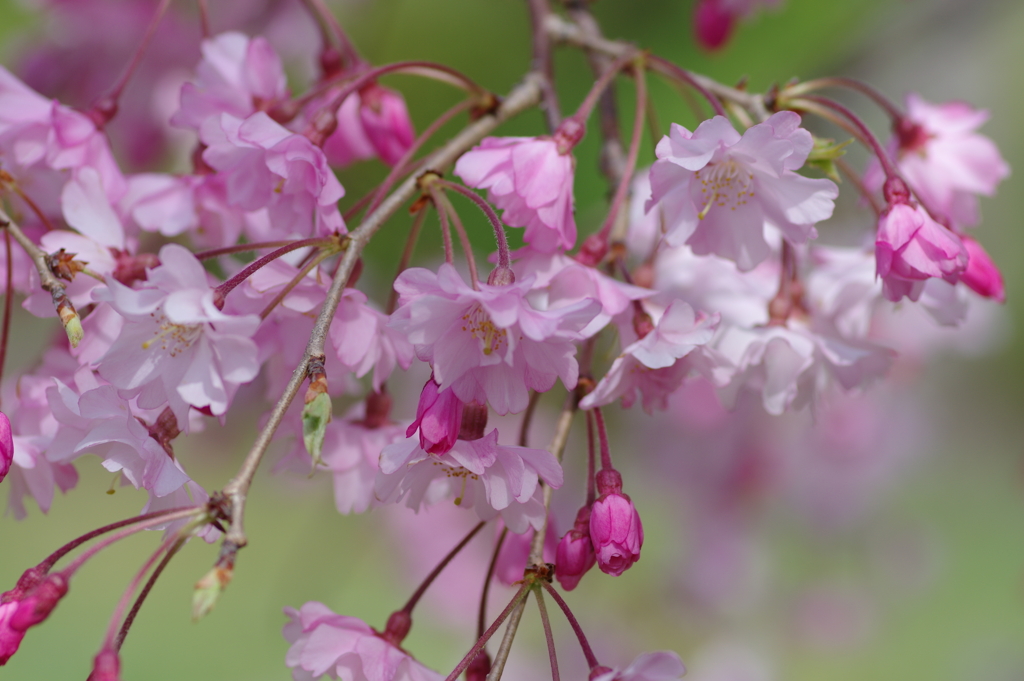 今年の桜は見頃が撮れず