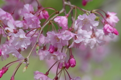 今年の桜は見頃が撮れず