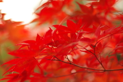 紅葉狩り2019