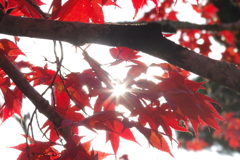 伊藤公記念公園の紅葉