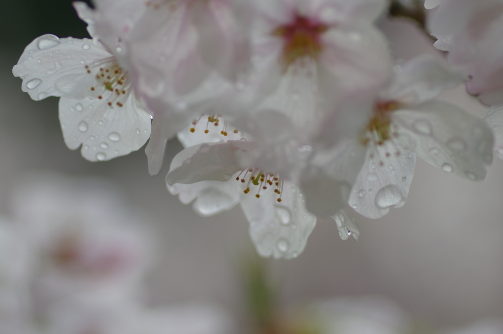 雨上がり一人でお花見