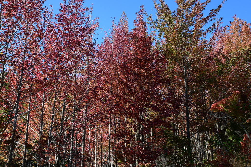 スポーツ公園内でウォーキング撮影