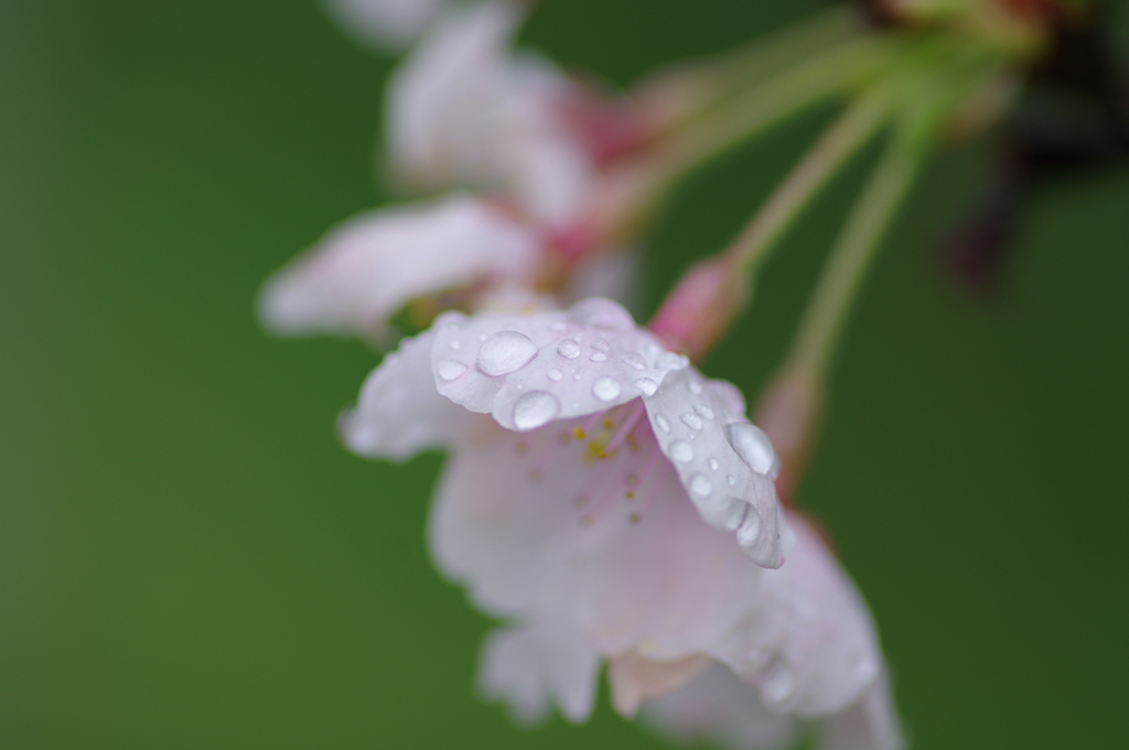雨上がり一人でお花見