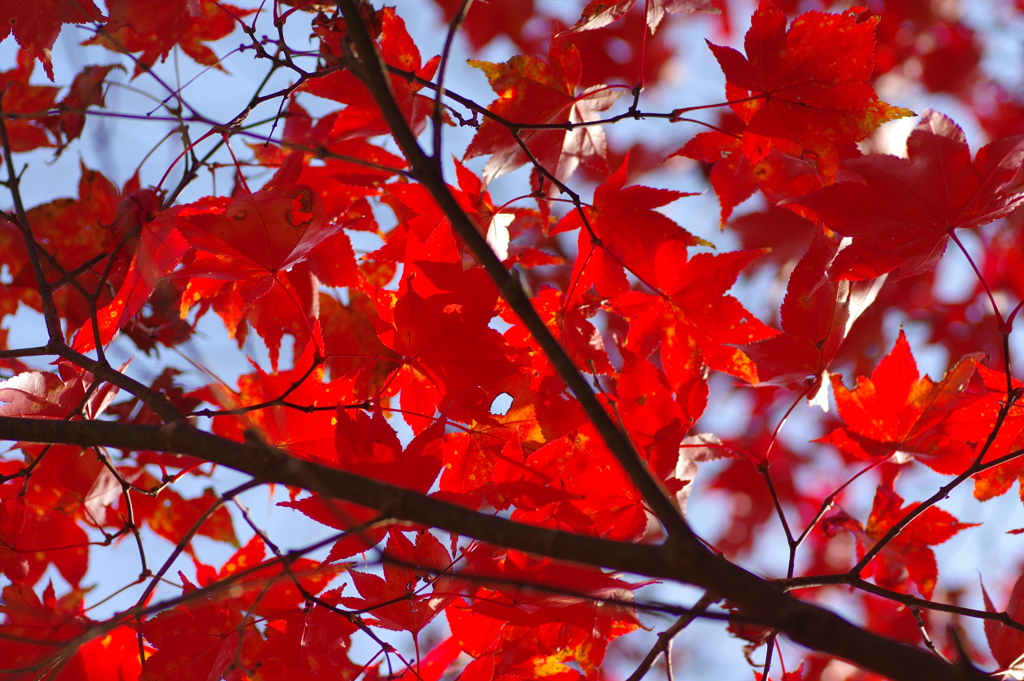 伊藤公記念公園の紅葉