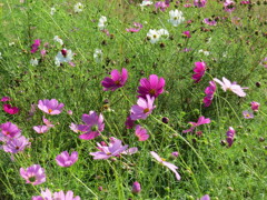 コンデジでカメラ練習中