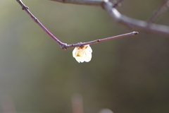 蝋梅もマクロで