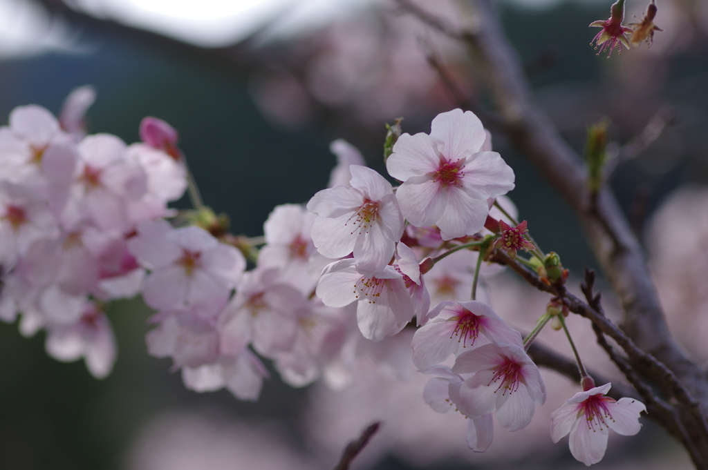 サクラサク別日