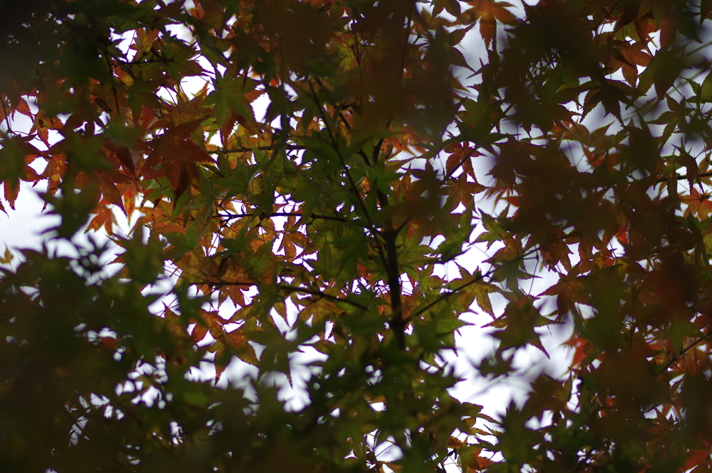 きれいな紅葉とはならず