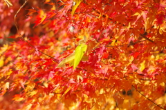 伊藤公記念公園の紅葉