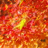 伊藤公記念公園の紅葉