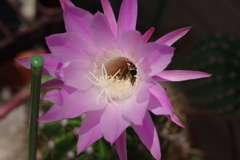 第２次サボテン花