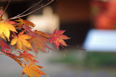 伊藤公記念公園の紅葉