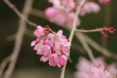 花見はカメラで