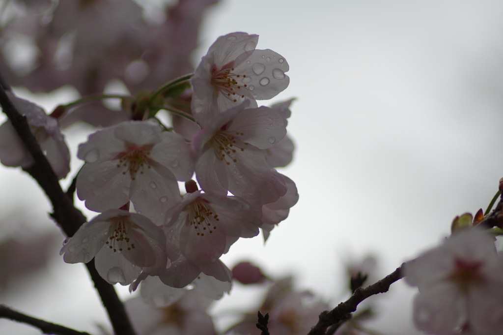 雨上がり一人でお花見