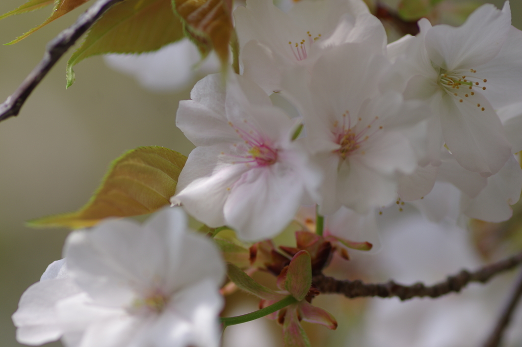 サクラサク別日