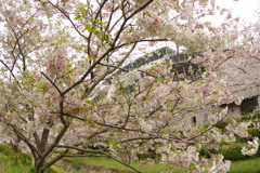 雨上がりお花見2021