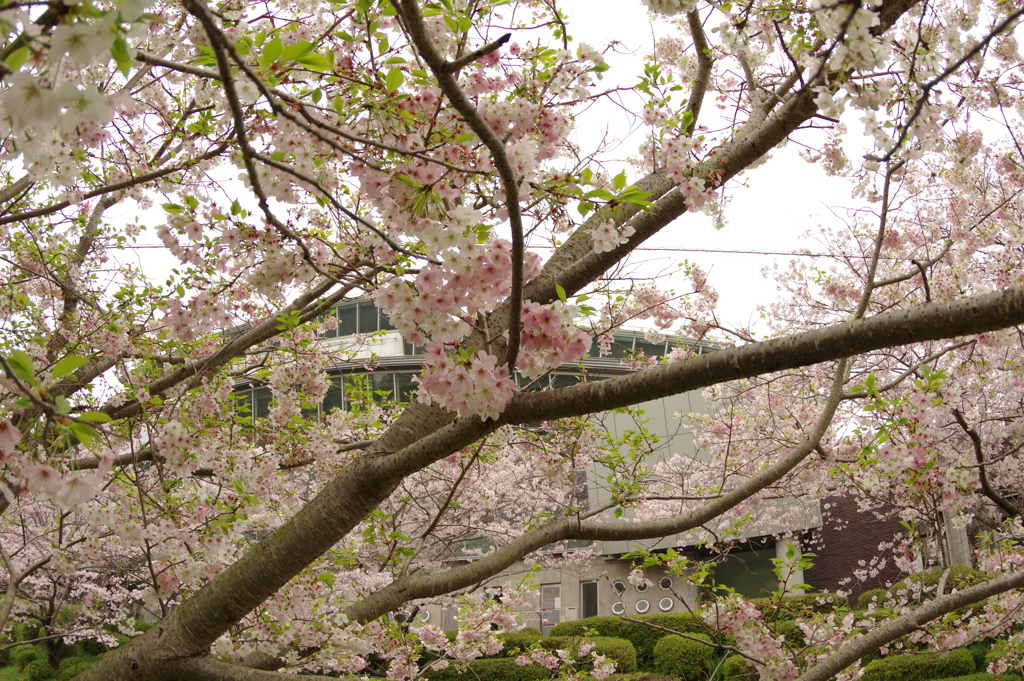 雨上がりお花見2021
