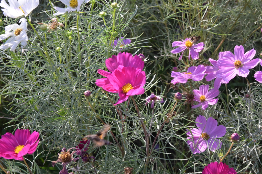 親子で秋桜撮影