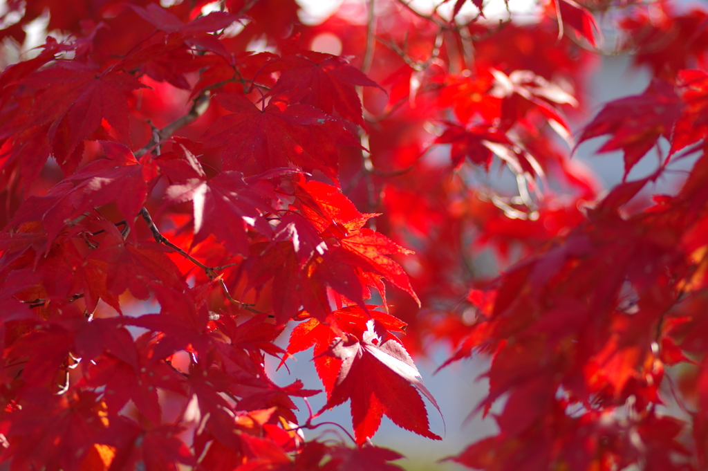 伊藤公記念公園の紅葉