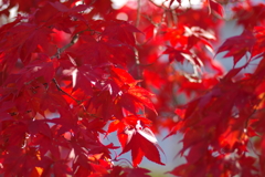伊藤公記念公園の紅葉