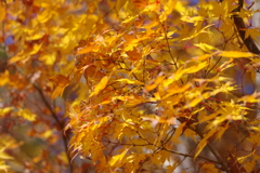 伊藤公記念公園の紅葉