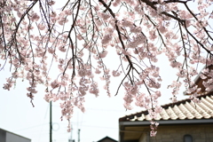 親子で花見散歩