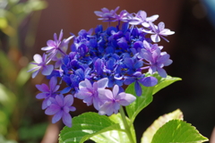 実家庭の紫陽花別日