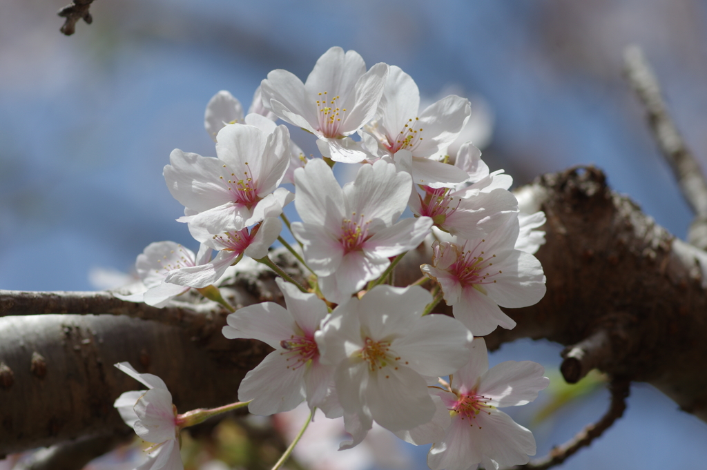 今年の桜は見頃が撮れず