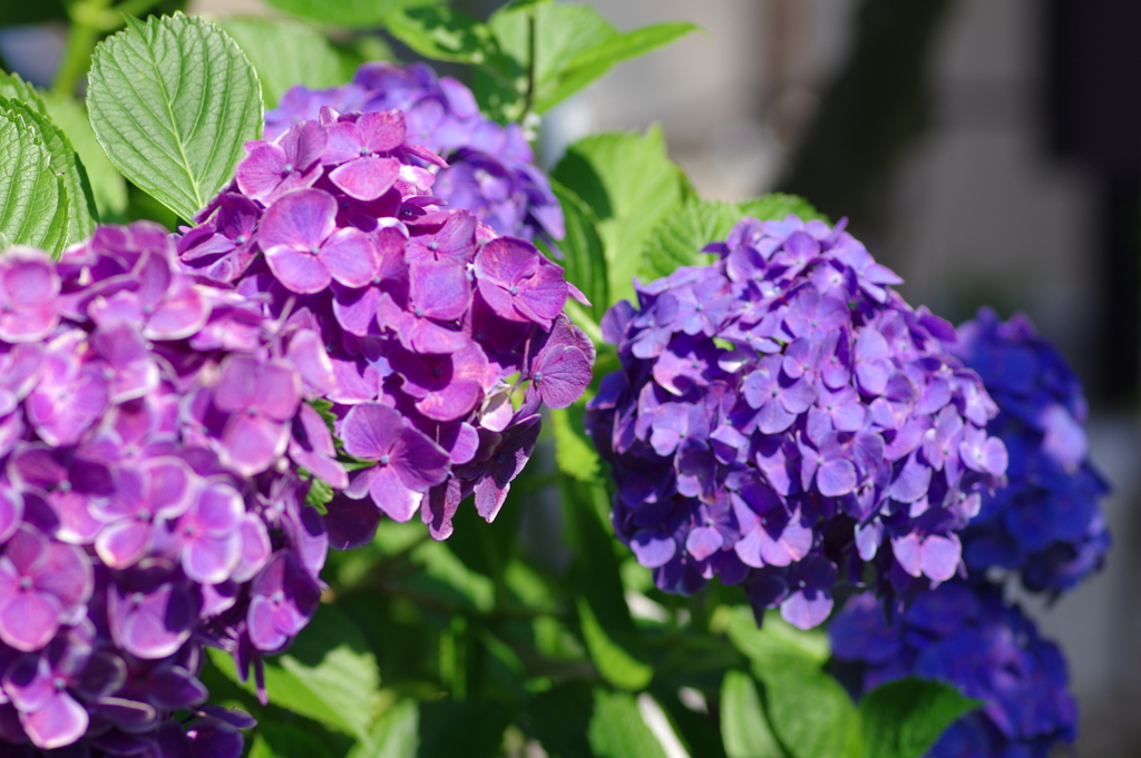 庭紫陽花