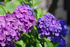 庭紫陽花