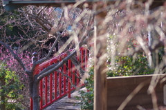 冠梅園